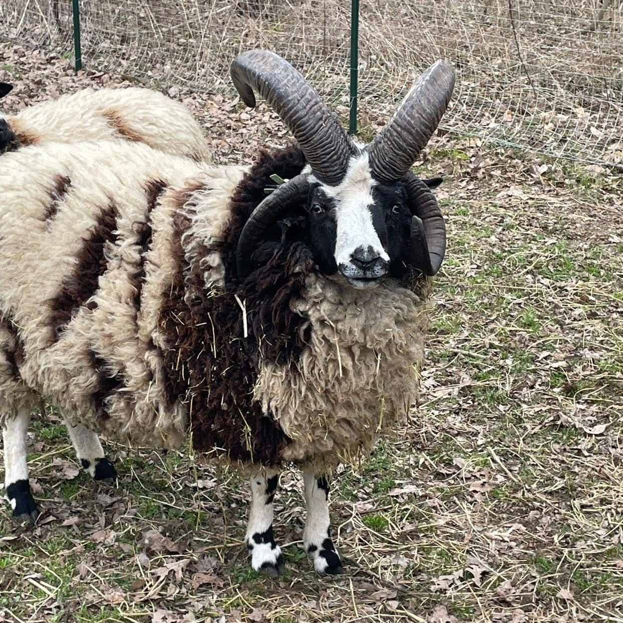 Sheep & Wool School: The Rare Breeds - Amy Ross Manko - Sat. 8/9