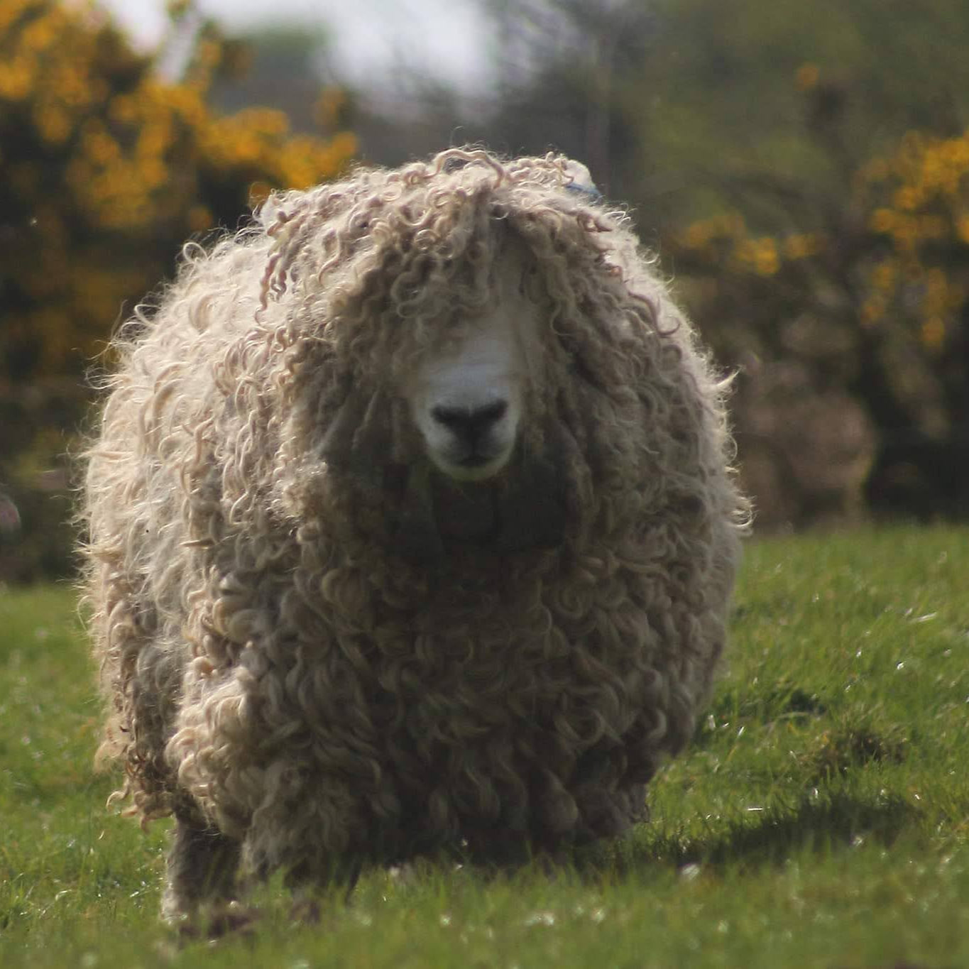 Sheep & Wool School: The Rare Breeds - Amy Ross Manko - Sat. 8/9