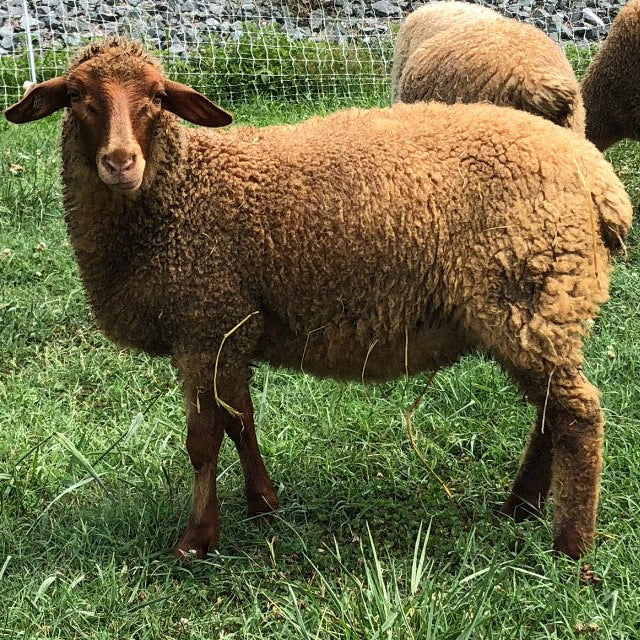 Sheep & Wool School: The Rare Breeds - Amy Ross Manko - Sat. 8/9